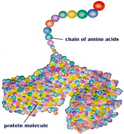 Amino Acid Chain