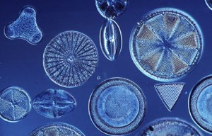 Microscopic Diatoms
