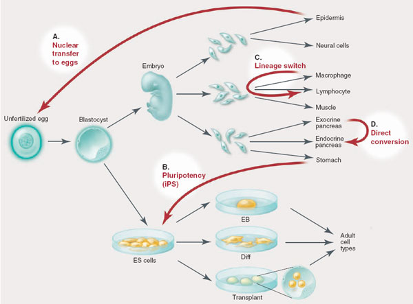 Stem Cell Differentiation Scheme